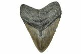 Fossil Megalodon Tooth - North Carolina #355833-1